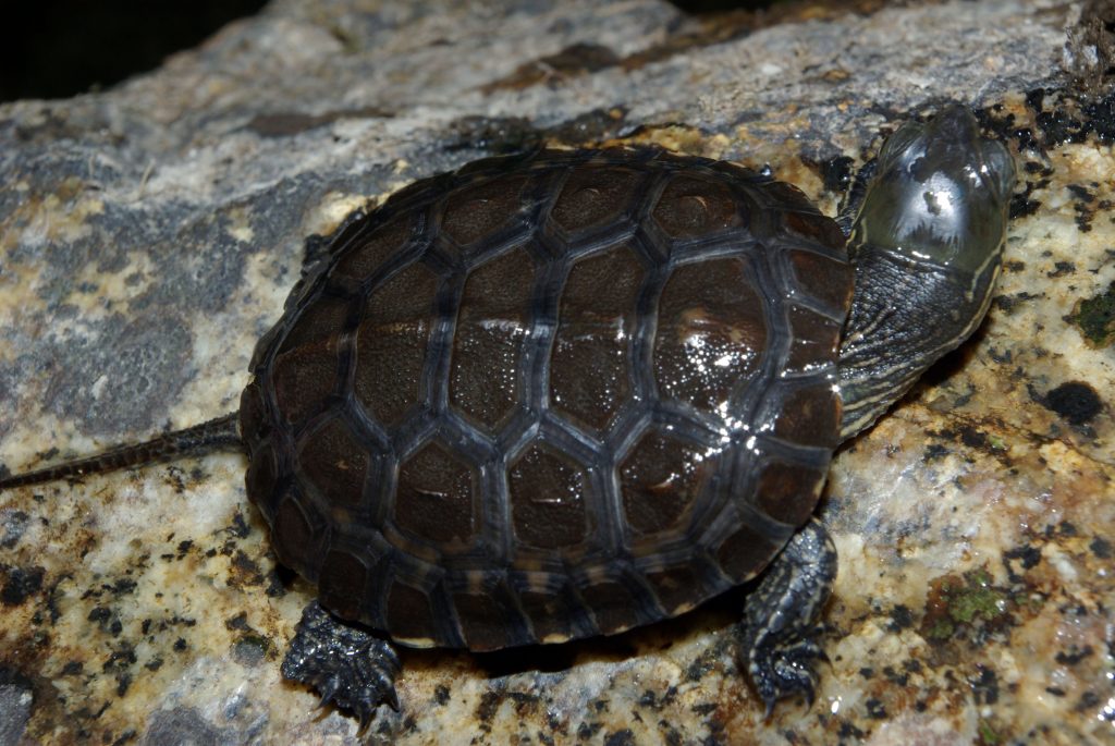 Ou acheter une tortue terrestre ?