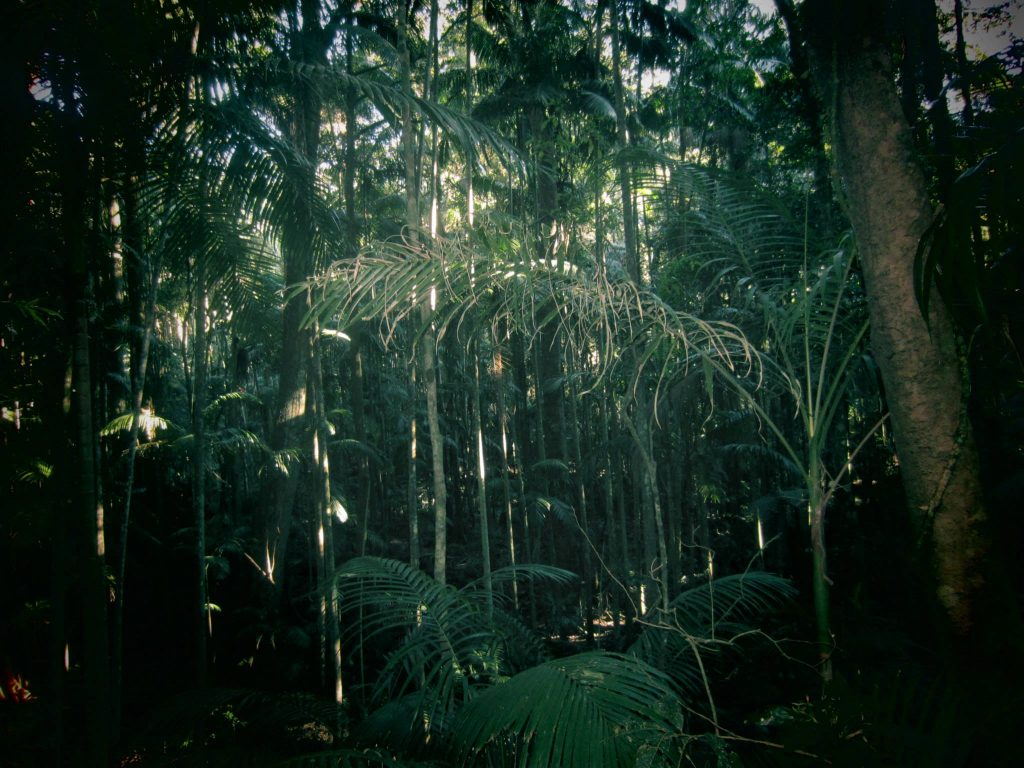 Comment avoir un serpent nuage onyx ?