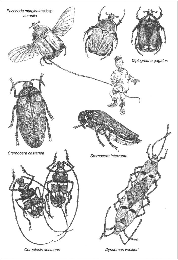 avoir une tortue de terre