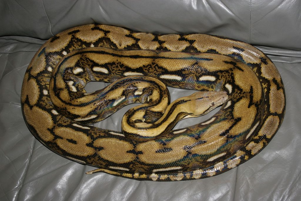 comment dessiner un serpent