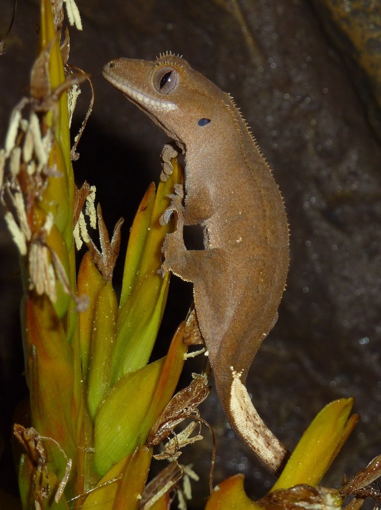 correlophus ciliatus vente