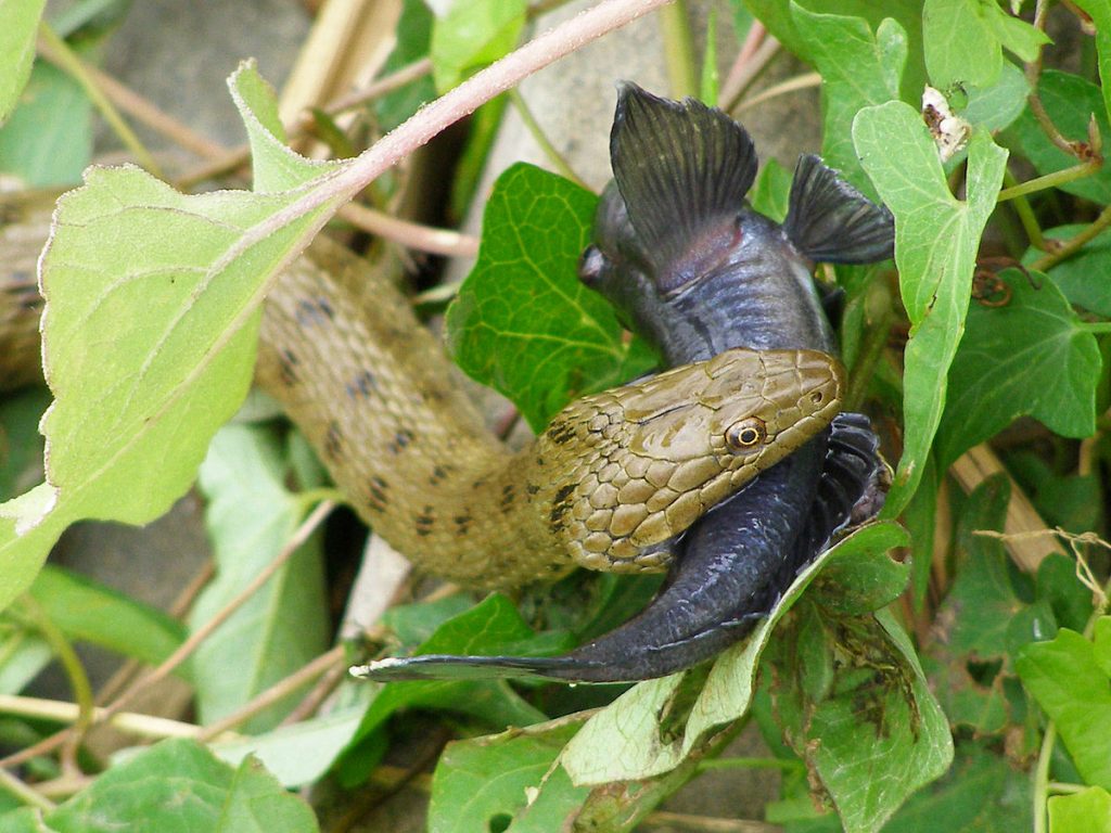couleuvre habitat