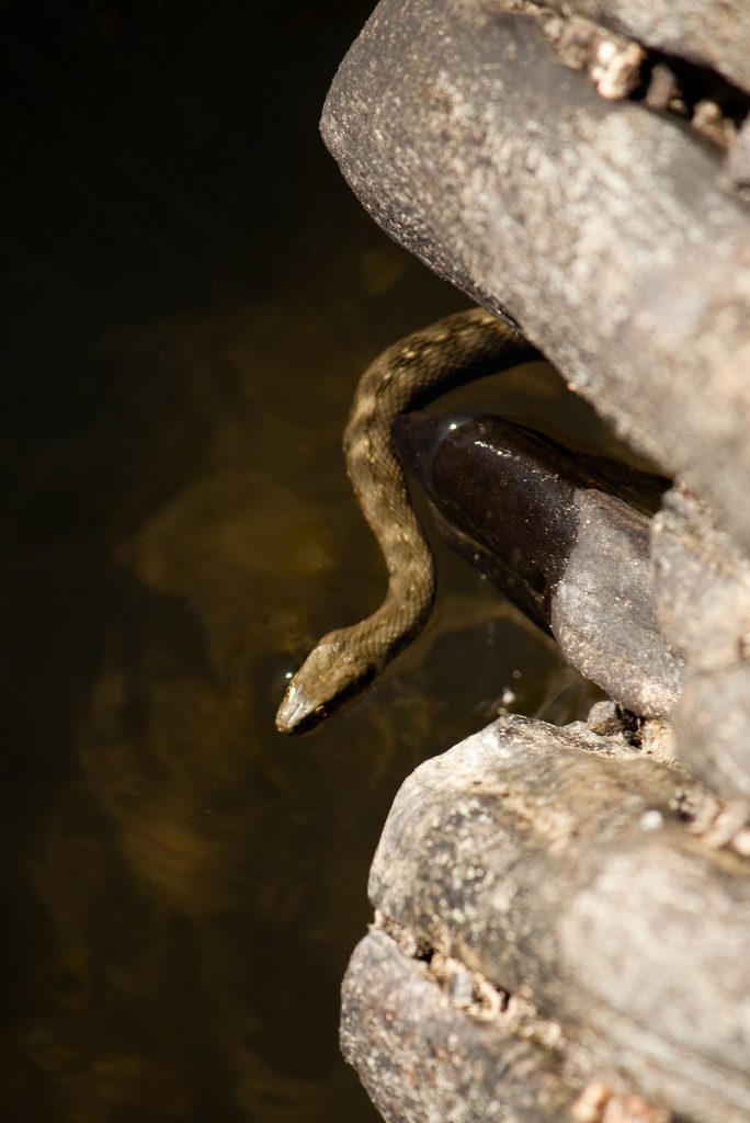 couleuvre habitat