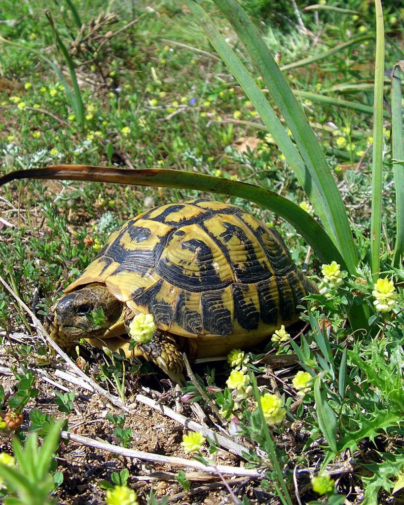 enclos a tortues terrestres