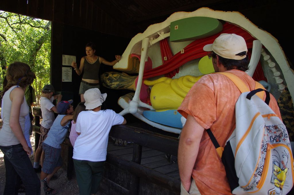 Comment faire un enclos pour tortues hermann ?