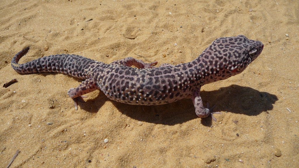 gecko leopard nourriture