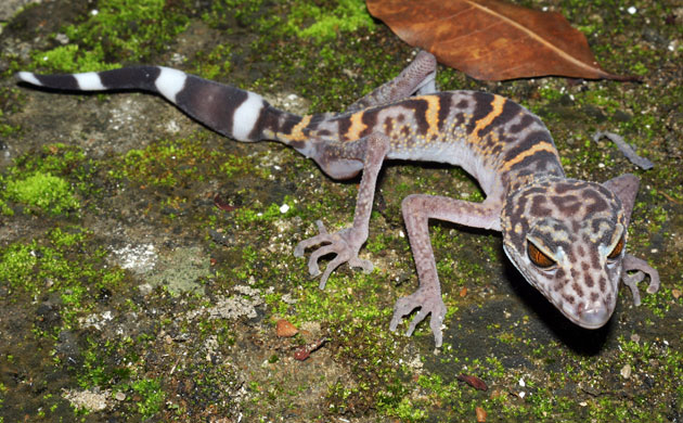 leopard gecko cage accessories