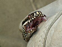 morsure de serpent pas venimeux