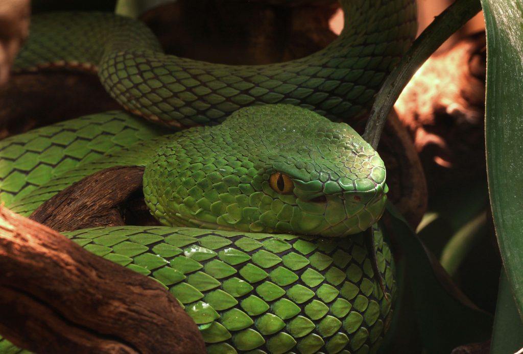 Que faire face à un serpent venimeux ?