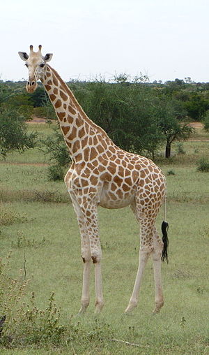 photo de girafe