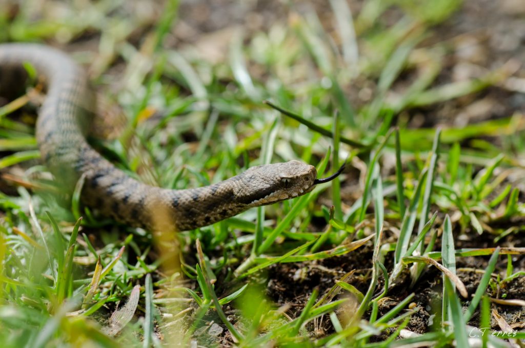 photo de vipère en france