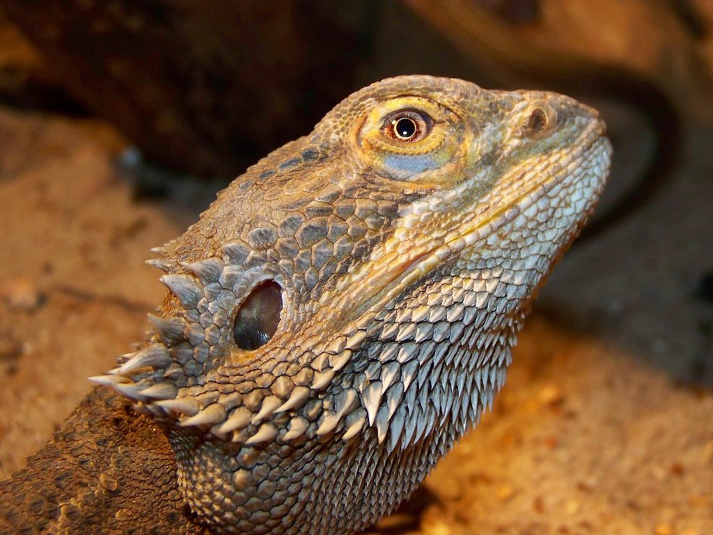 pogona nourriture