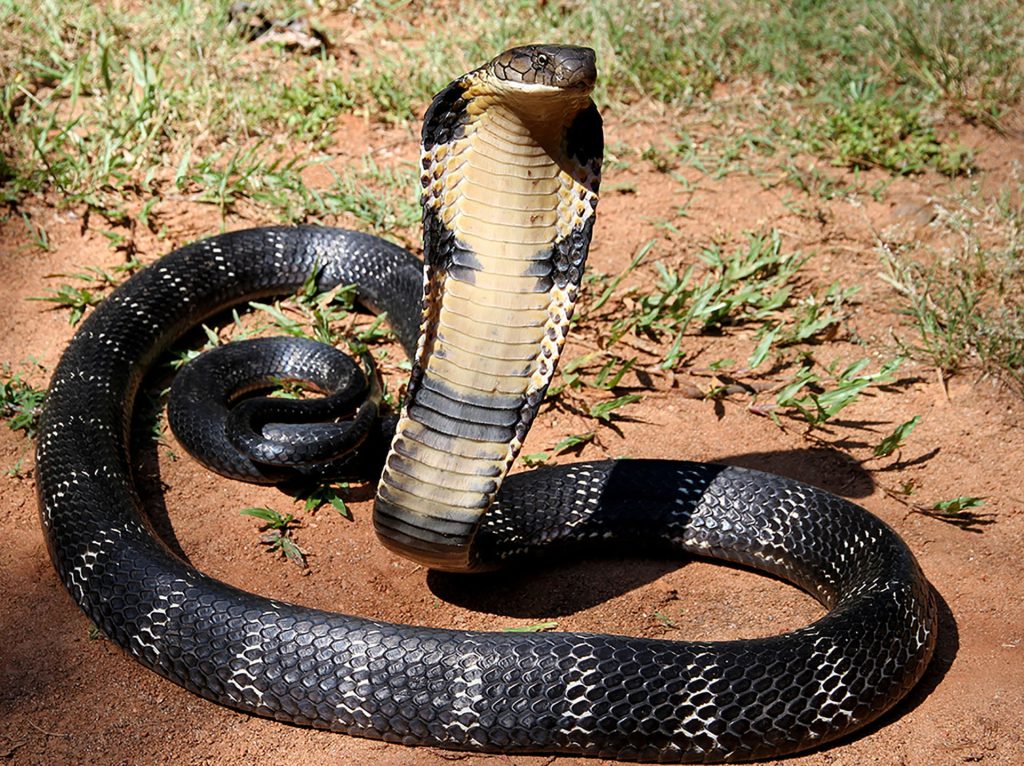 serpent viper 989