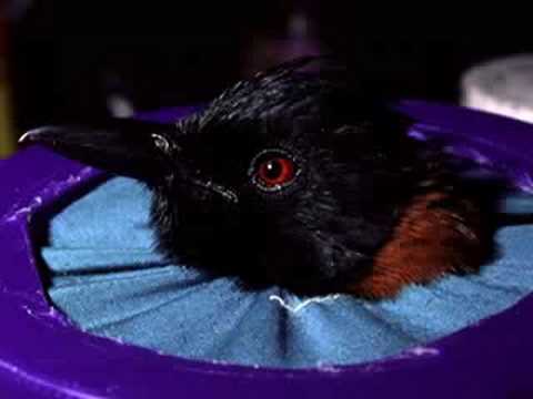 serpents venimeux en france