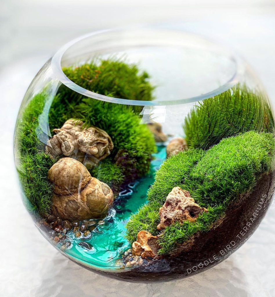 terrarium bois tortue