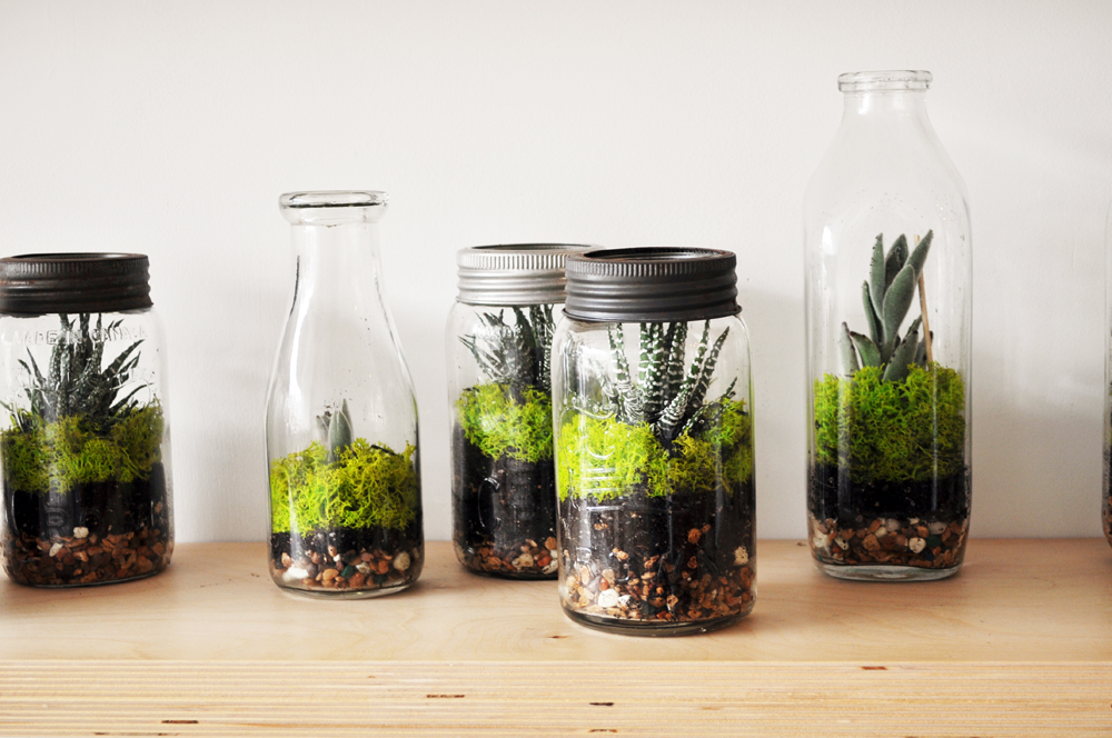 terrarium plantes tropicales
