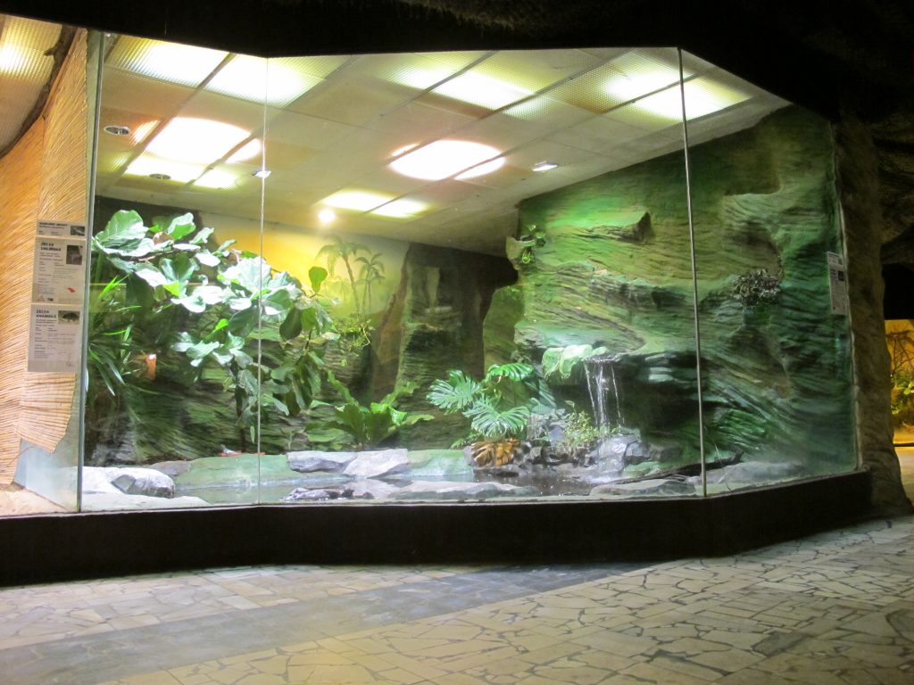 terrarium tortue leopard