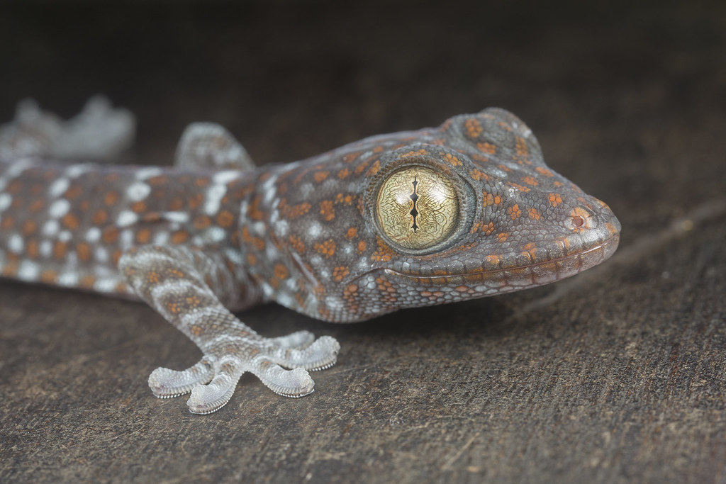 tokay gecko morphs price