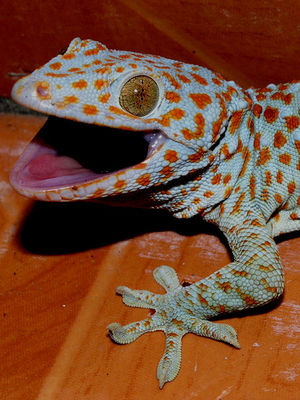 tokay gecko size comparison