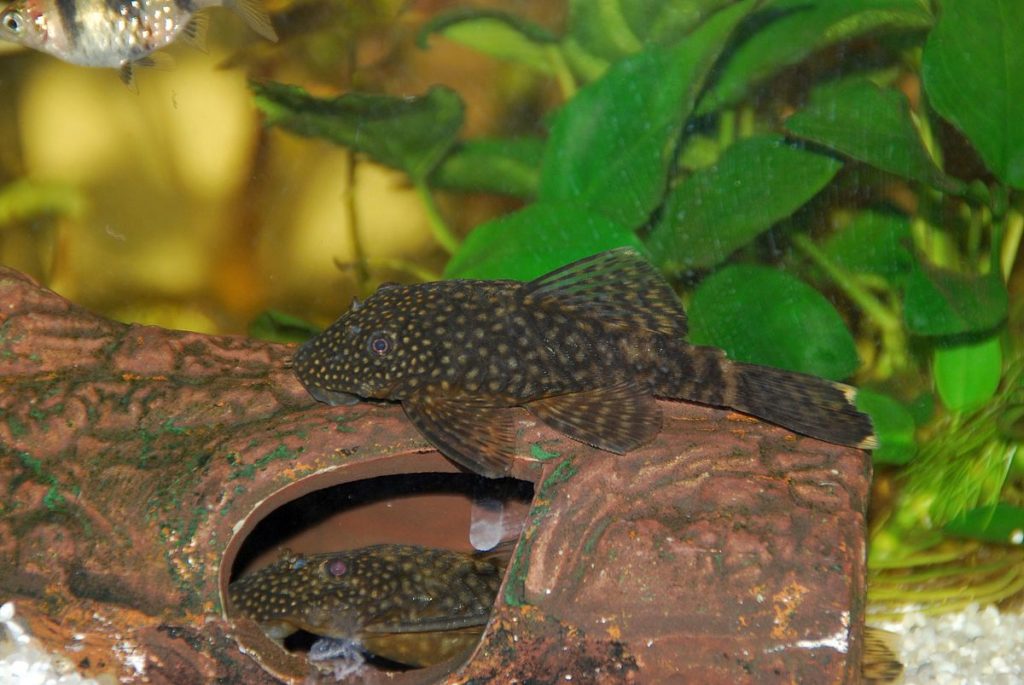 Comment décorer un aquarium de tortue ?