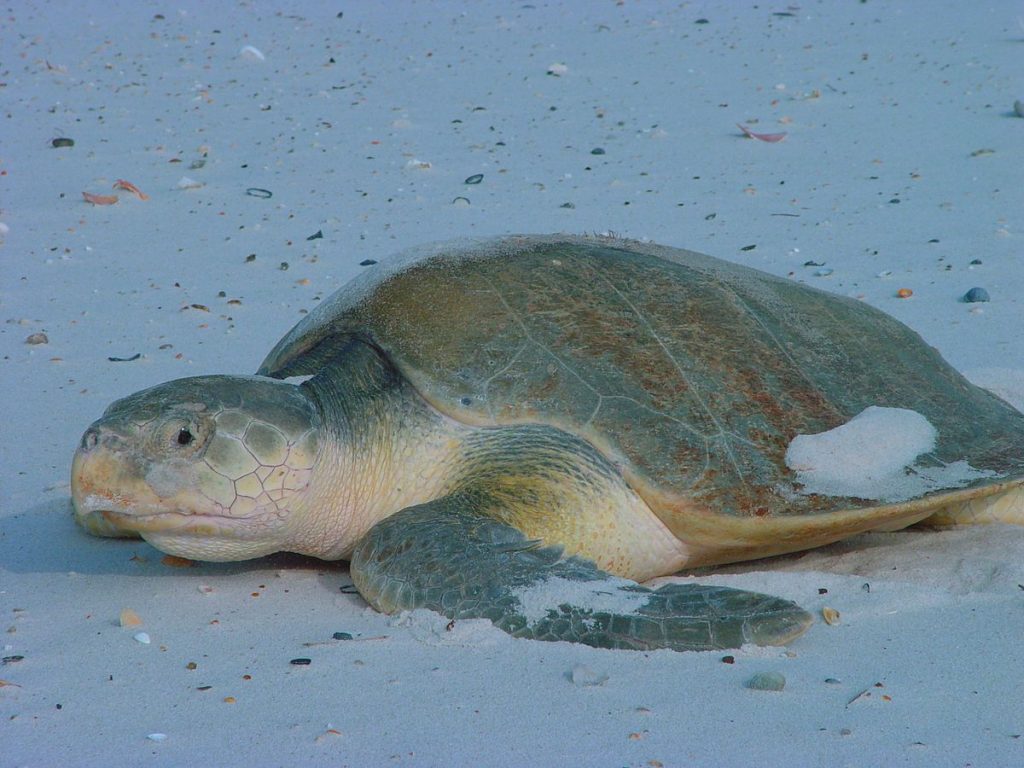 tortue dans un aquarium