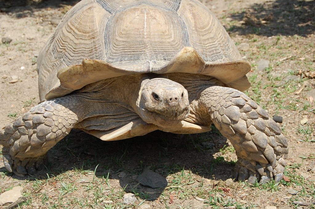Comment s'occuper d'une tortue domestique ?