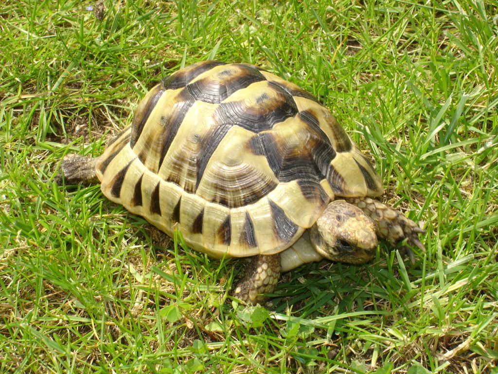 Ou acheter une tortue domestique ?