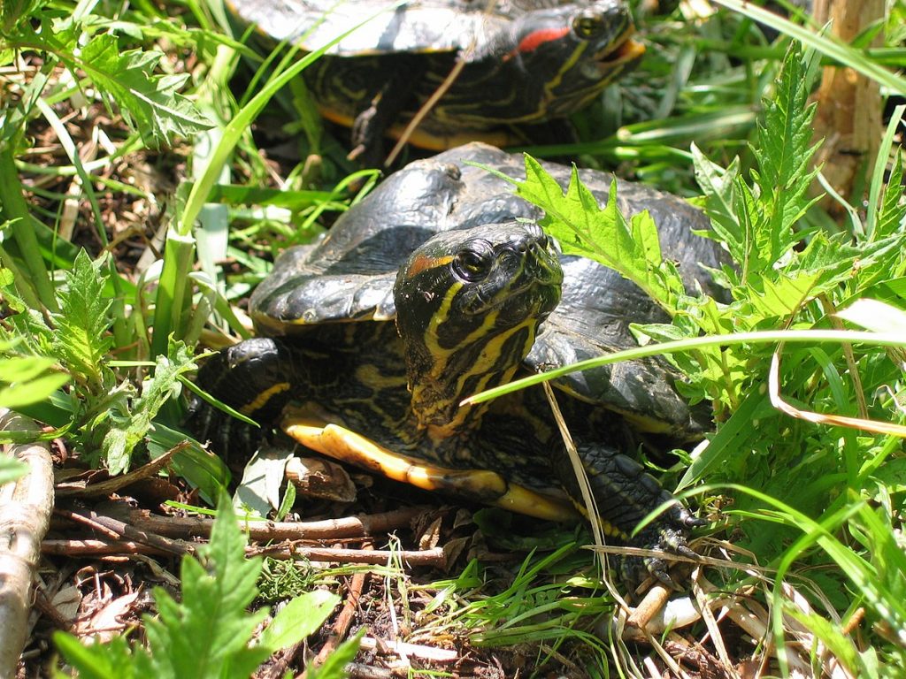 Ou trouver une tortue domestique ?