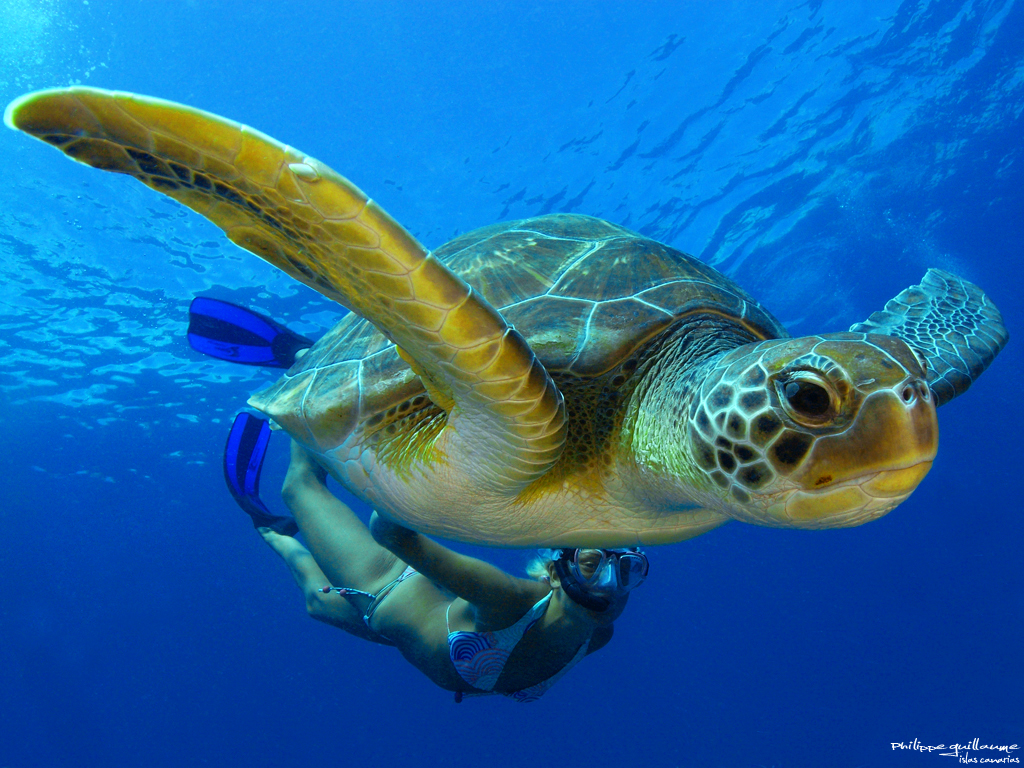 tortue d'eau tete rouge