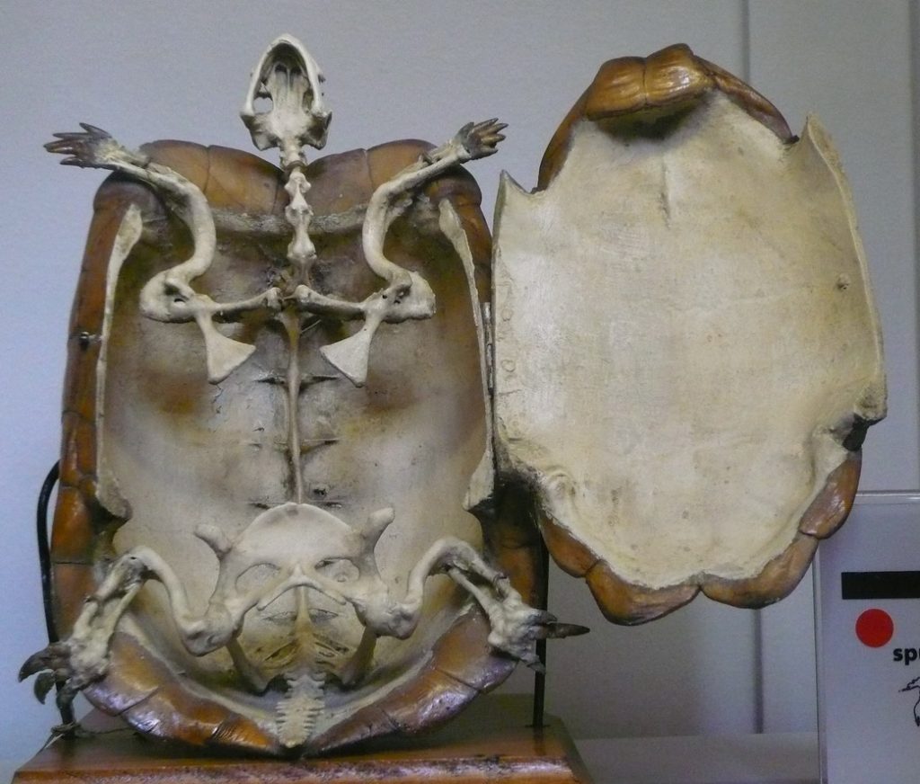 tortue hermann femelle