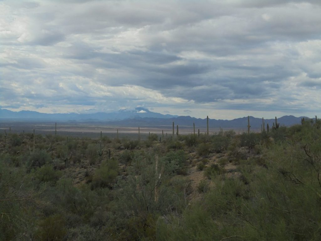 Comment savoir si un serpent a faim ?