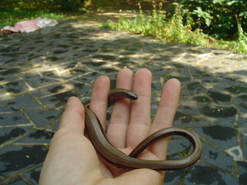 Quel type de serpents vivants au texas ?