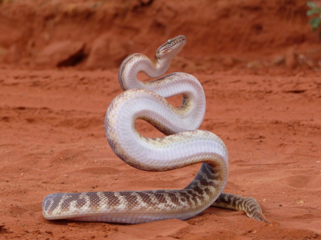 type de serpent